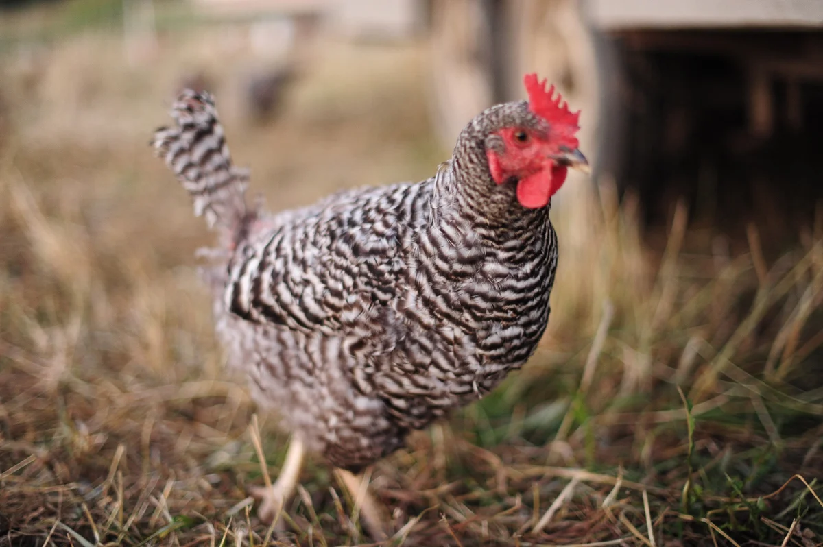 onthefarmblog04.jpg