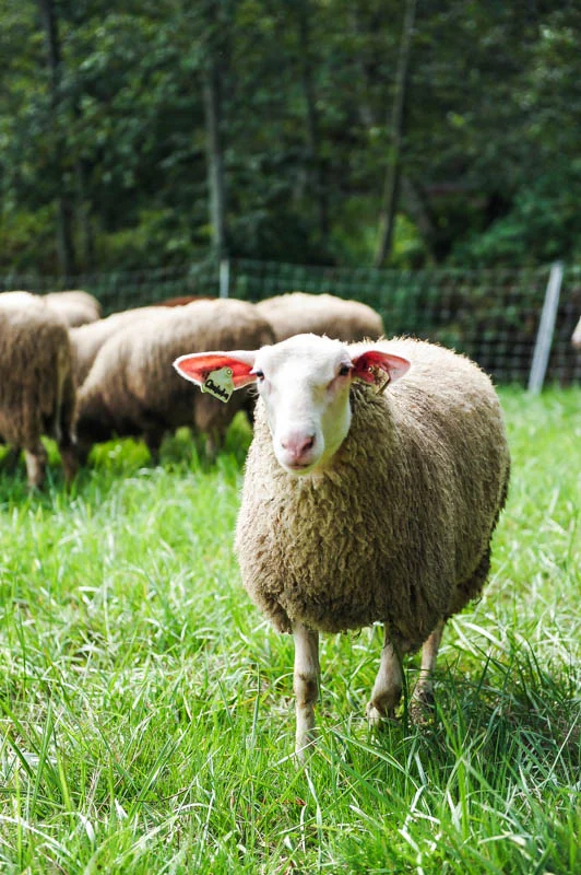 whidbeyislandfarmtotablephotographyday1 (1 of 1)-13.jpg
