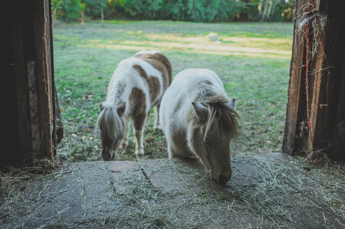 sleepyowlfarm_autumnazure_kirstenheinrichs (3 of 18).jpg