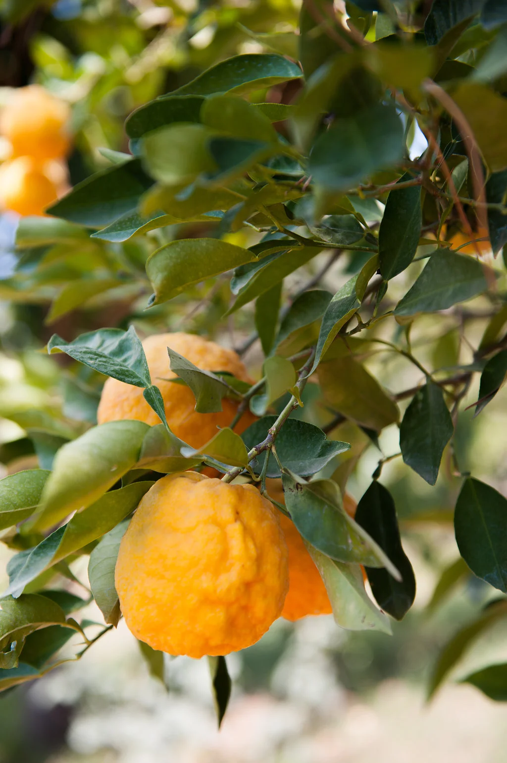 greece_achinos_latourmelas_autumnazure-2-3.jpg