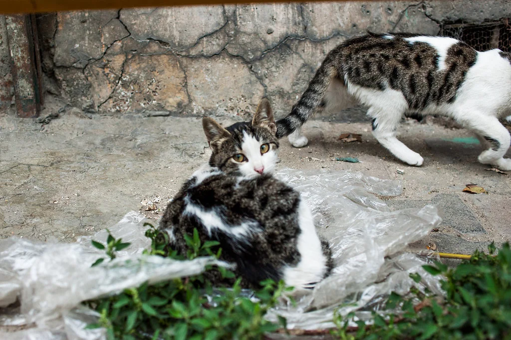 catsofistanbul_autumnazure-5.jpg