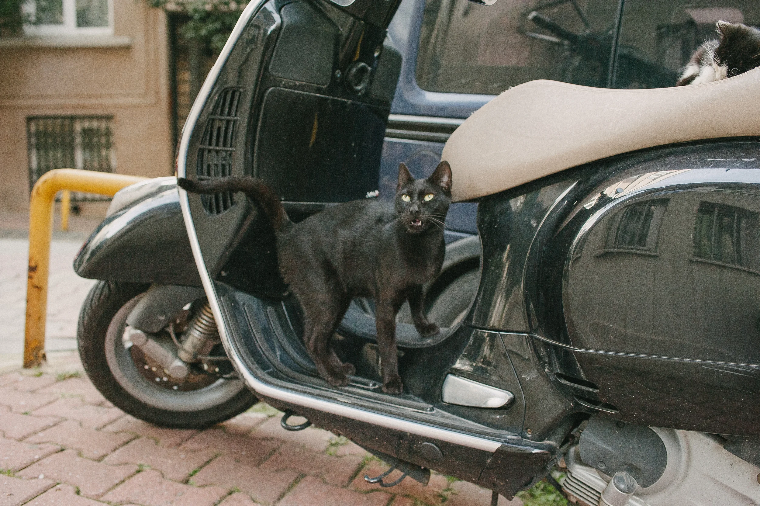 catsofistanbul_autumnazure-8-2.jpg