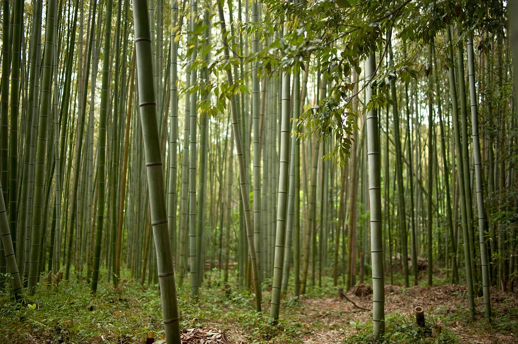 japan-2.jpg
