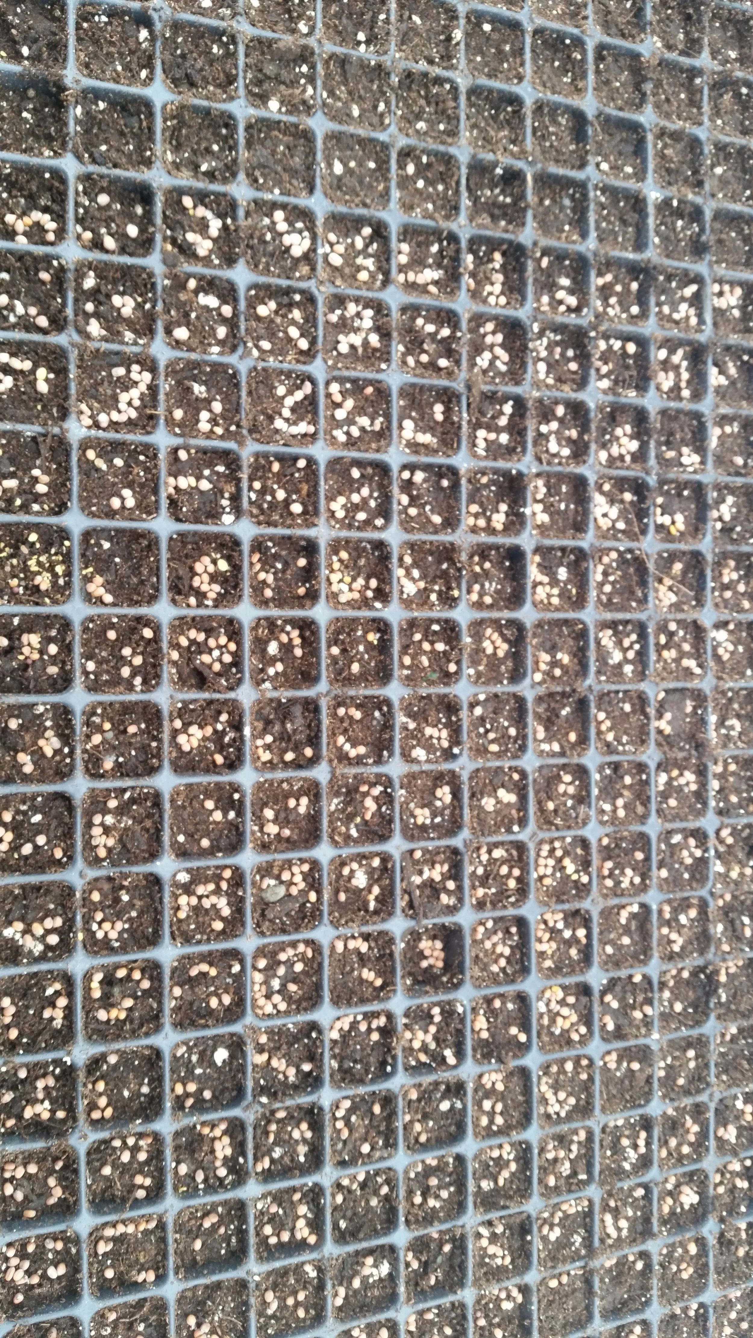 At one Greater-Boston prison, 2nd-year students participate in a Greenhouse Master Class.