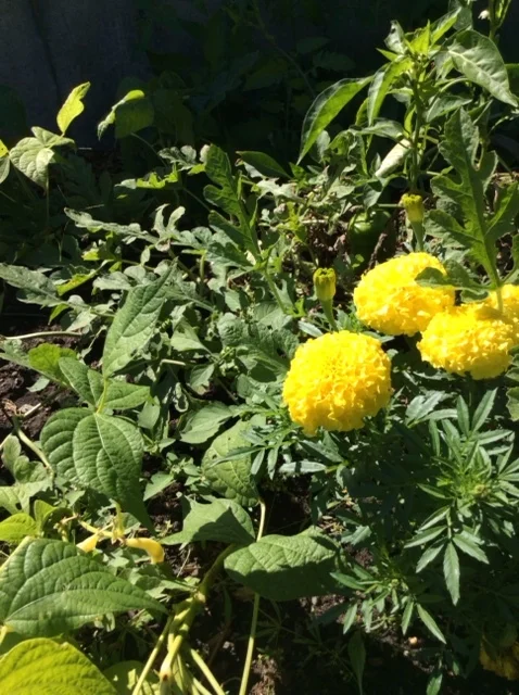 The New Garden Society works alongside incarcerated students to grow edible and ornamental landscapes, exposing students to a wide range of plants.