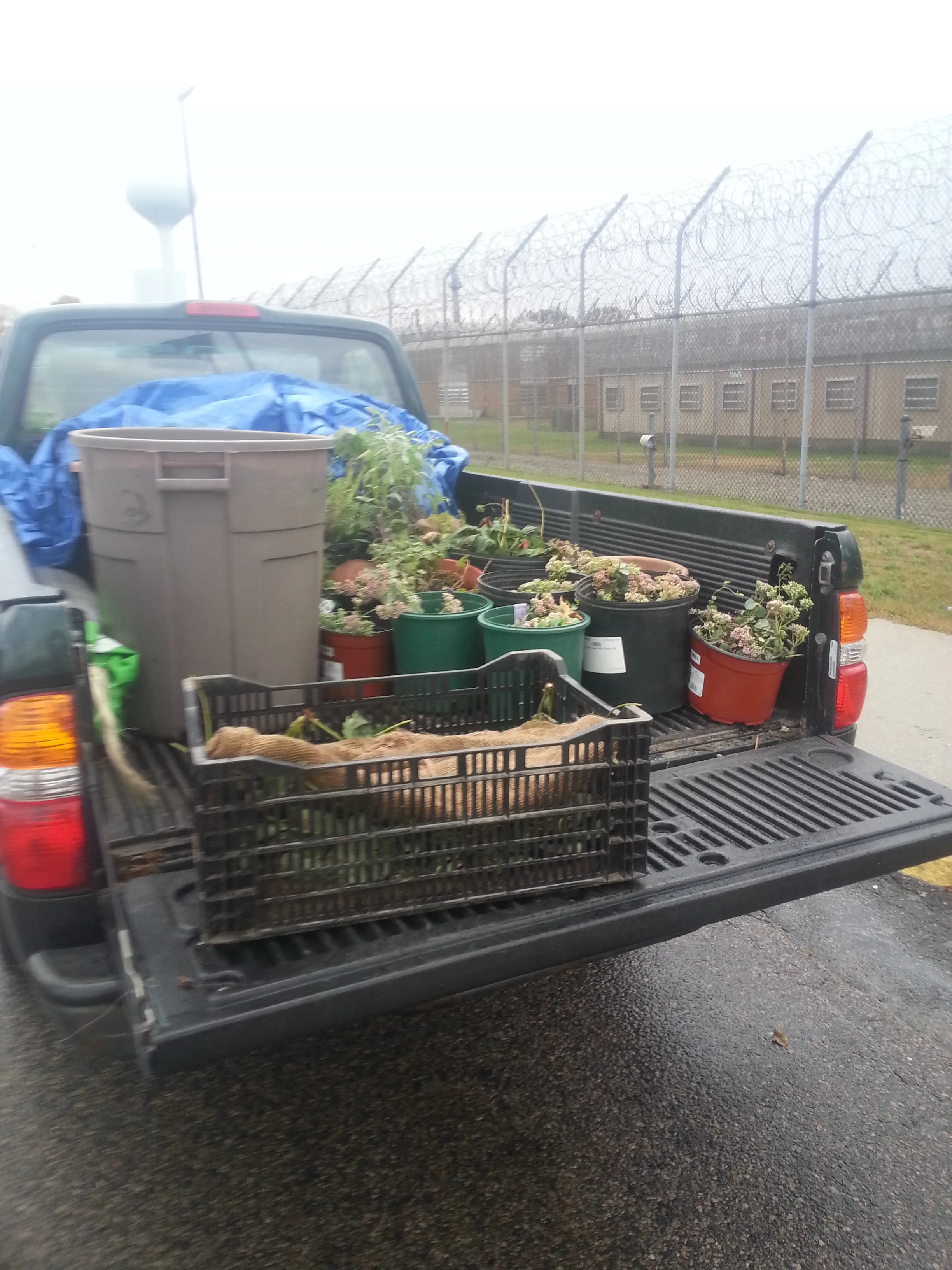 A truckload of strawberries, sedum and other donated perennials heading into a prison yard south of Boston.