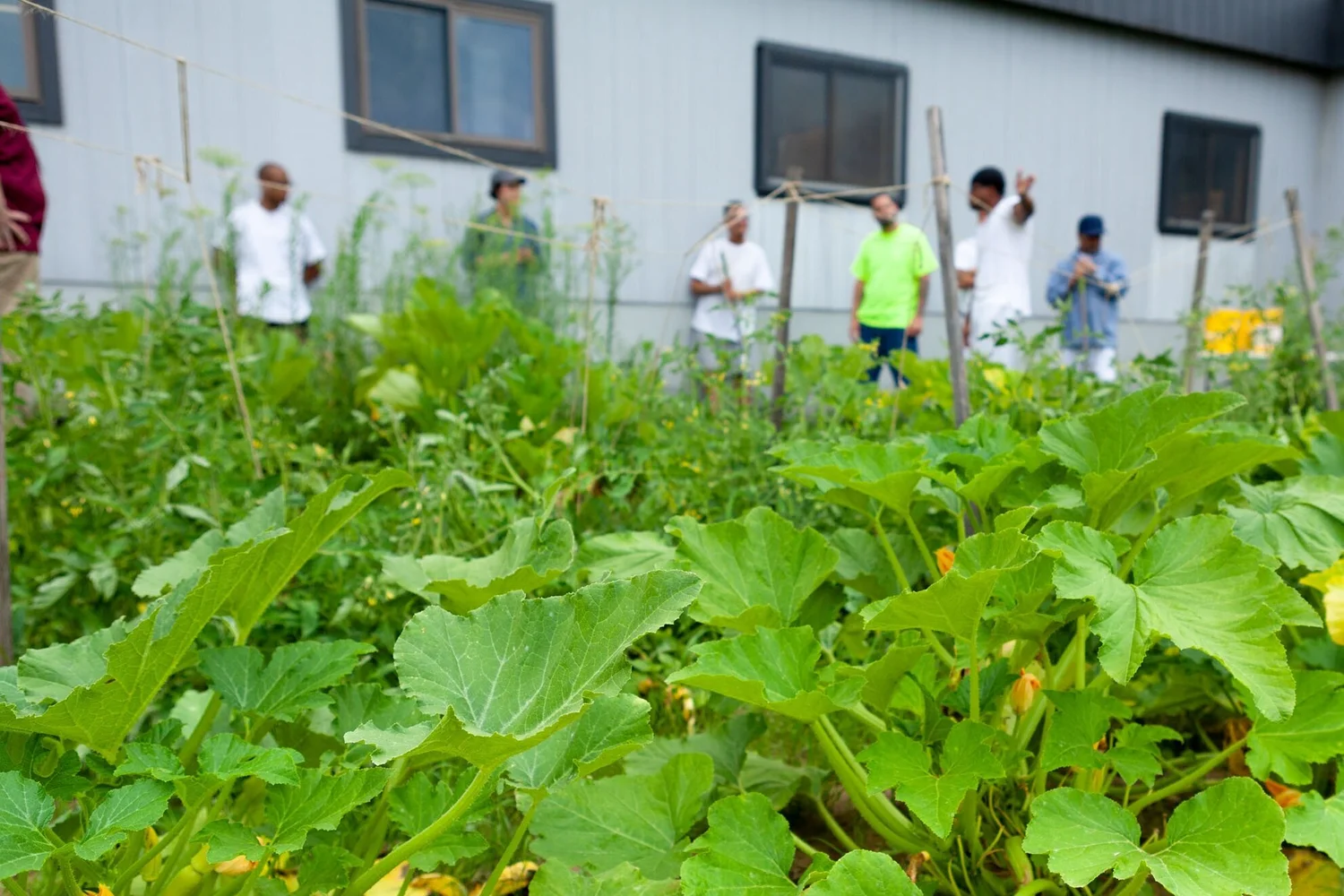 The New Garden Society