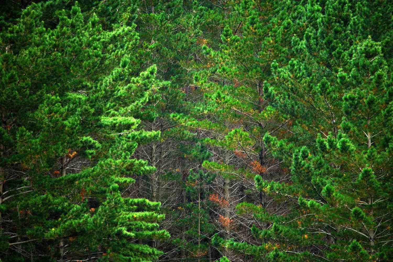 trees3_smaller.jpg