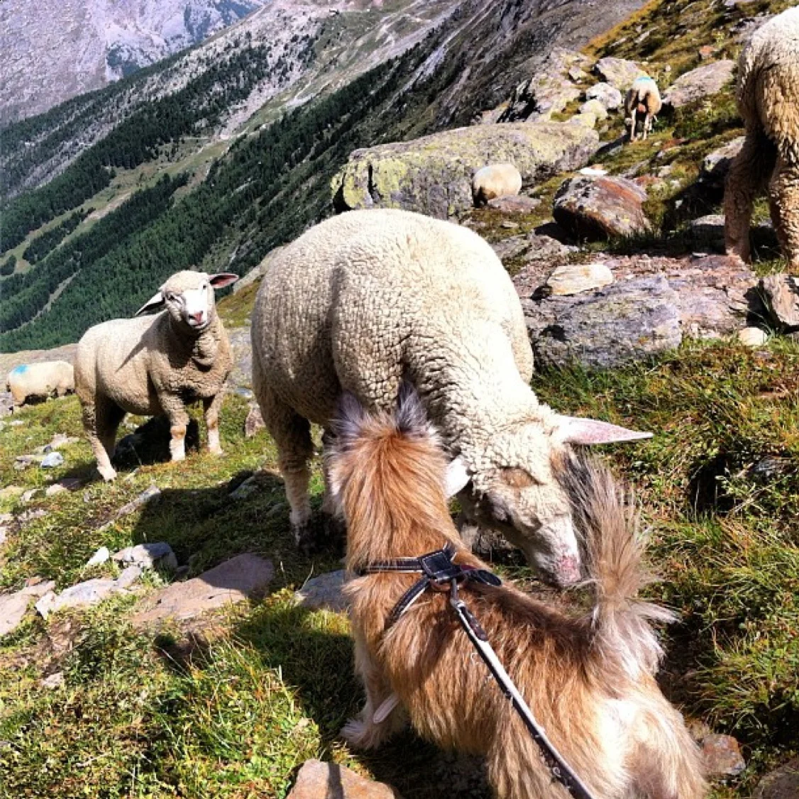 SAAS-FEE