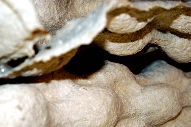 TEXTUAL BACKBONE