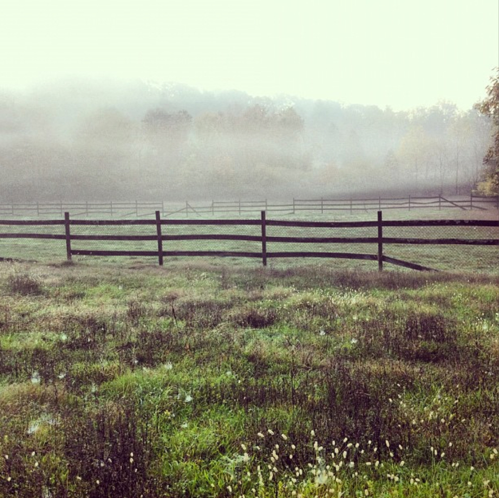 EARLY MORNING MIST