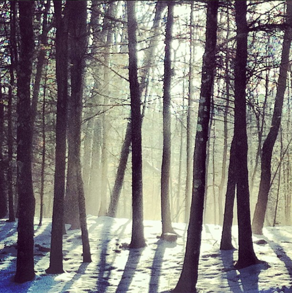 SUN THROUGH THE TREES
