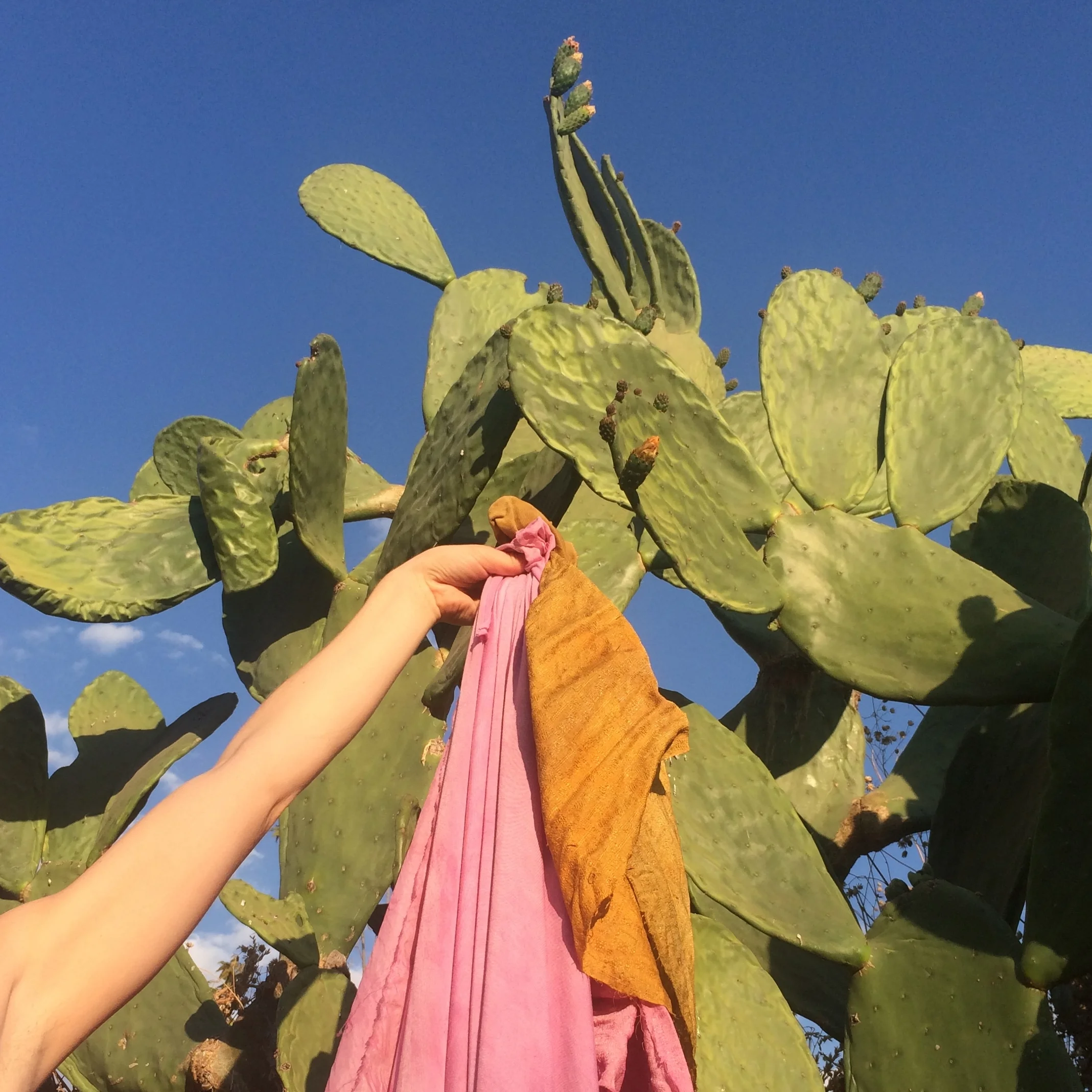 Cochineal Cochineal dye can yield pink, red and purple. The dye comes from the shells of the Cochineal beetle that feast on Prickly Pear cactus.