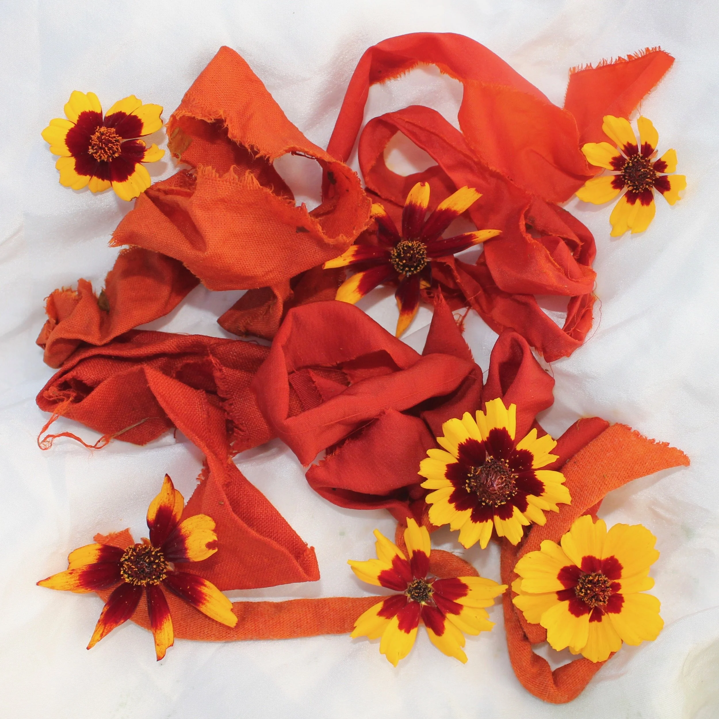 Coreopsis This yellow and red flower creates burnt orange and terracotta colors.