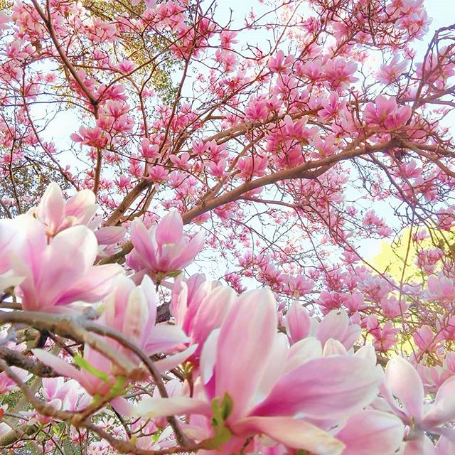Hello April :) 🌸💮🌸 #printemps #avril #aperire #magnoliaceae #pink #pasadena