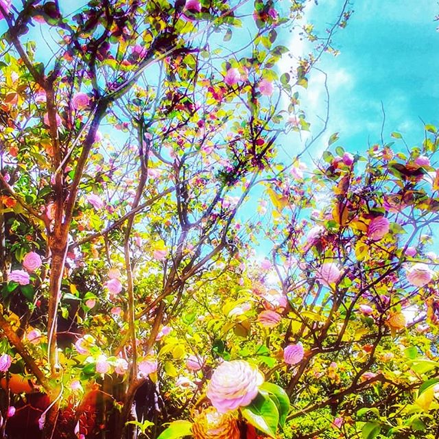 Lucid ❇️ #colours #printemps #nature #pink