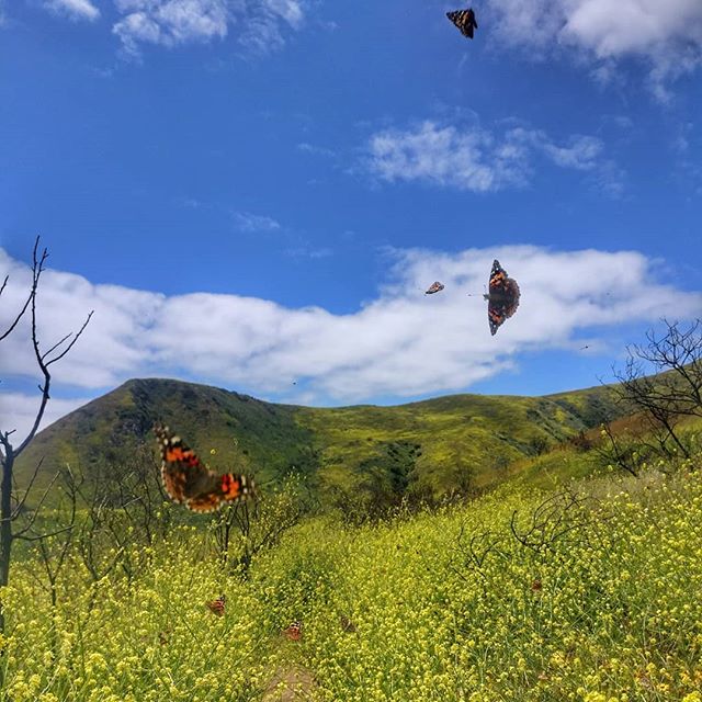 The sun is finally back in LA ☀️🌼☀️
🦋🦋🦋 #cellphonephotography #butterflies #flutter