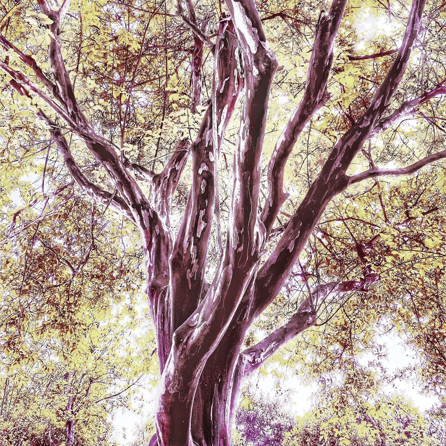 &ldquo;Nothing in life is to be feared, it is only to be understood. Now is the time to understand more, so that we may fear less.&rdquo; Marie Curie

#light #sun #quarantinelife #dailywalk #mantra #lockdown #quarantine #tree.
