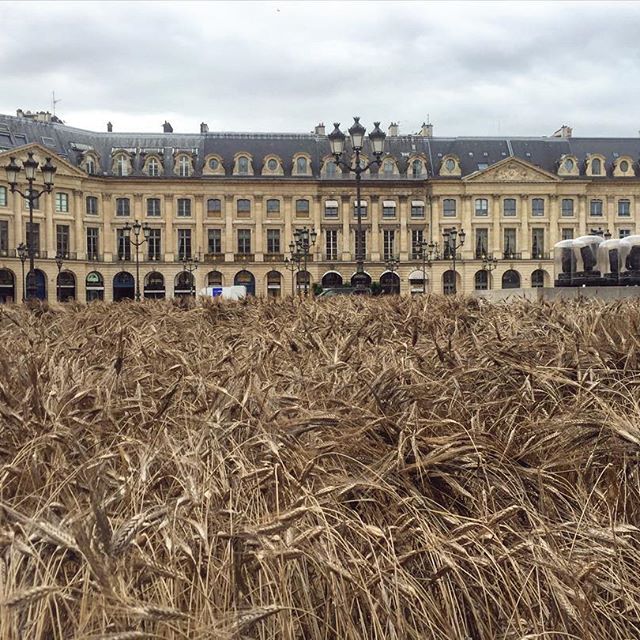 The Place Vendôme in Paris, planted with wheat to celebrate the launch of Chanel's new collection, by the artist Gad Weil.