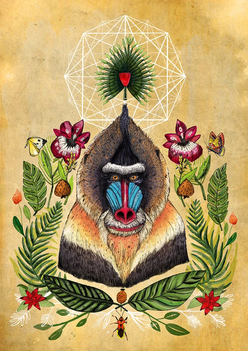 Mandrill.jpg