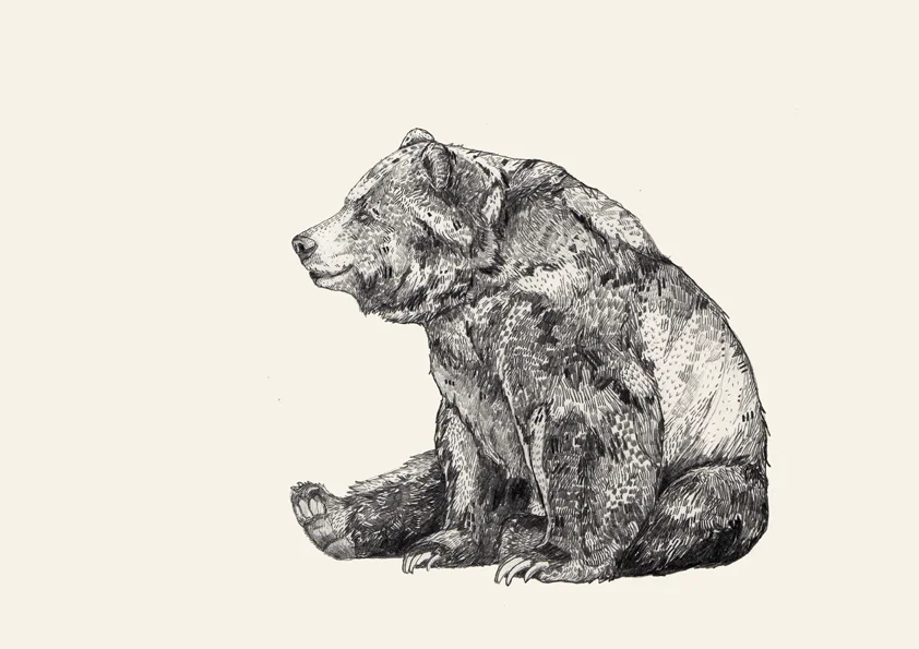 BeachBear_Graphite.jpg