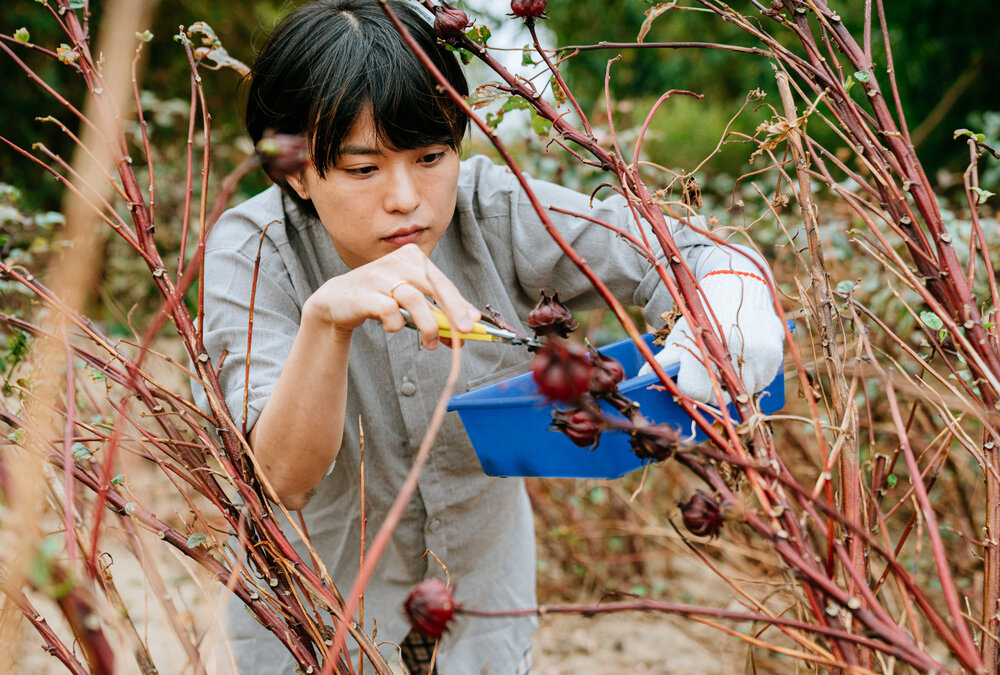  （圖說）在日本不常見到洛神花，在桃園卻能體驗採收與蜜餞釀製的過程，也可作為獨一無二的自製伴手禮。 