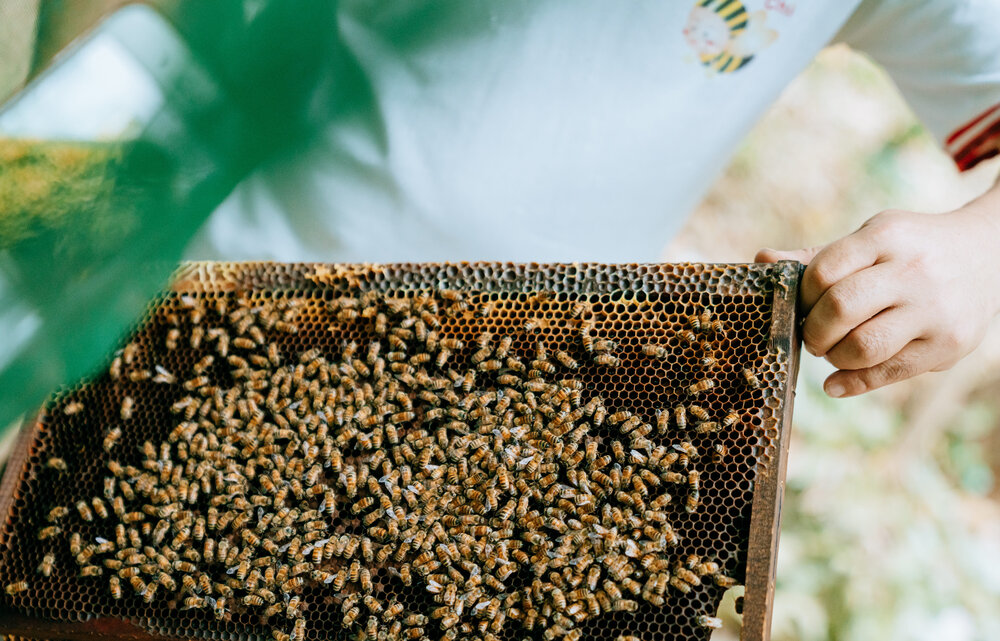  活発なミツバチの大群も煙をかけると大人しくなるのでご安心を。  ミツバチに触って生命力を感じてみよう！ 