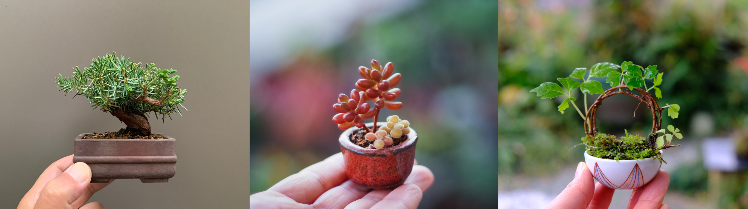 【大人的可愛】豆盆栽同好會 一起鑽進掌心上的療癒世界！