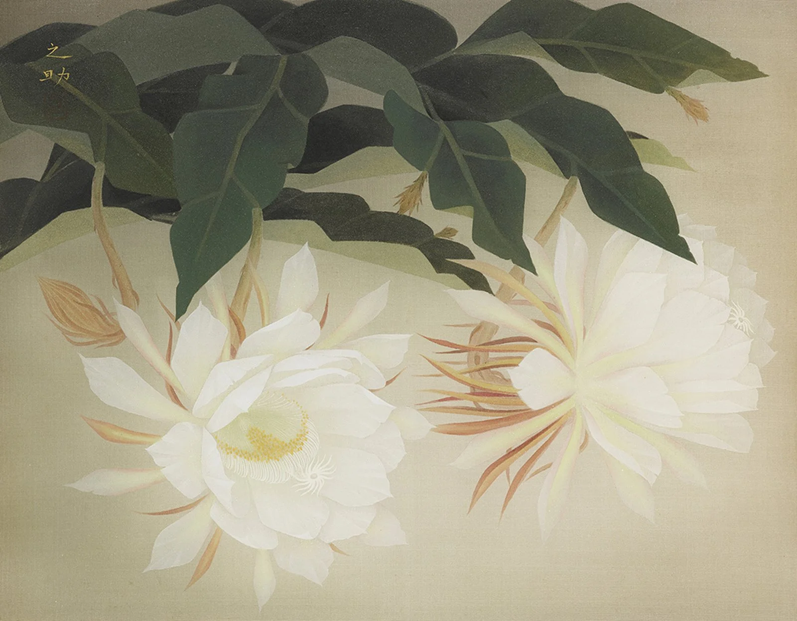 11_林之助_曇花_Easy-Resize.com.jpg