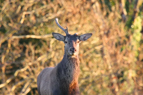 battle weary fforest stag 1.jpg