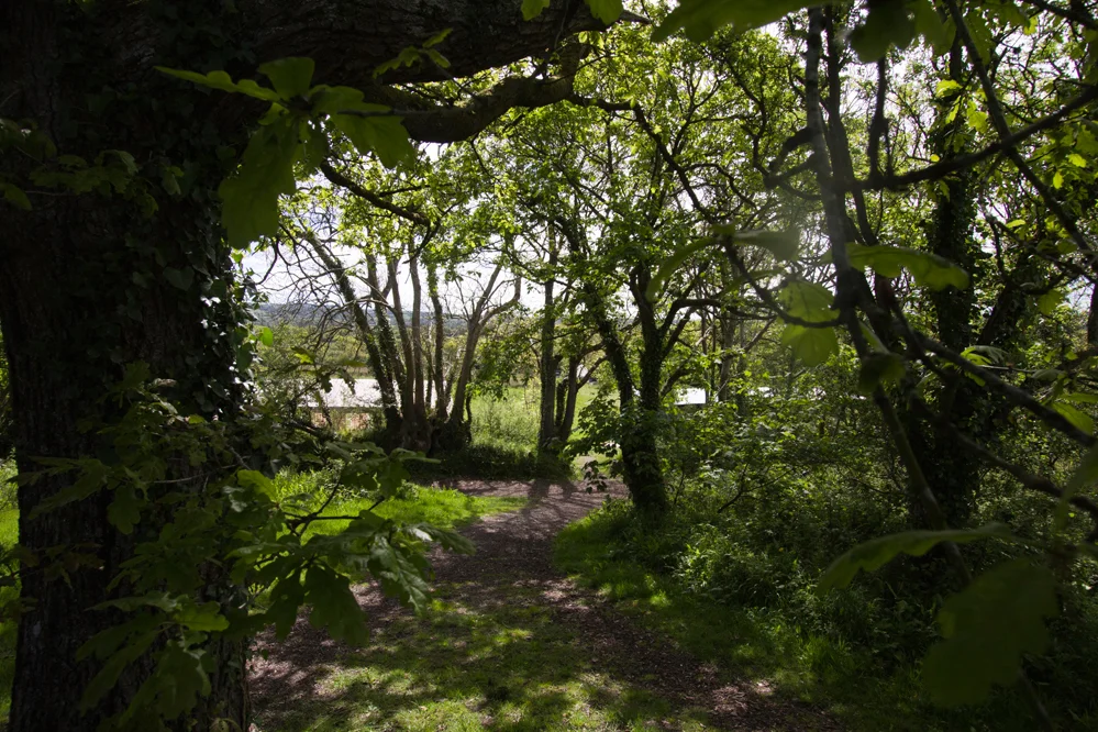fforest flowers_9.jpg