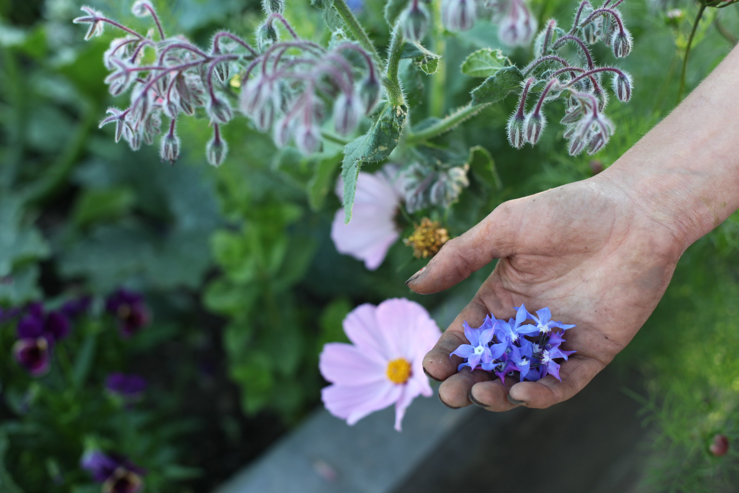 Garden projects: Early Spring in the fforest gardens, veg patches & polytunnels