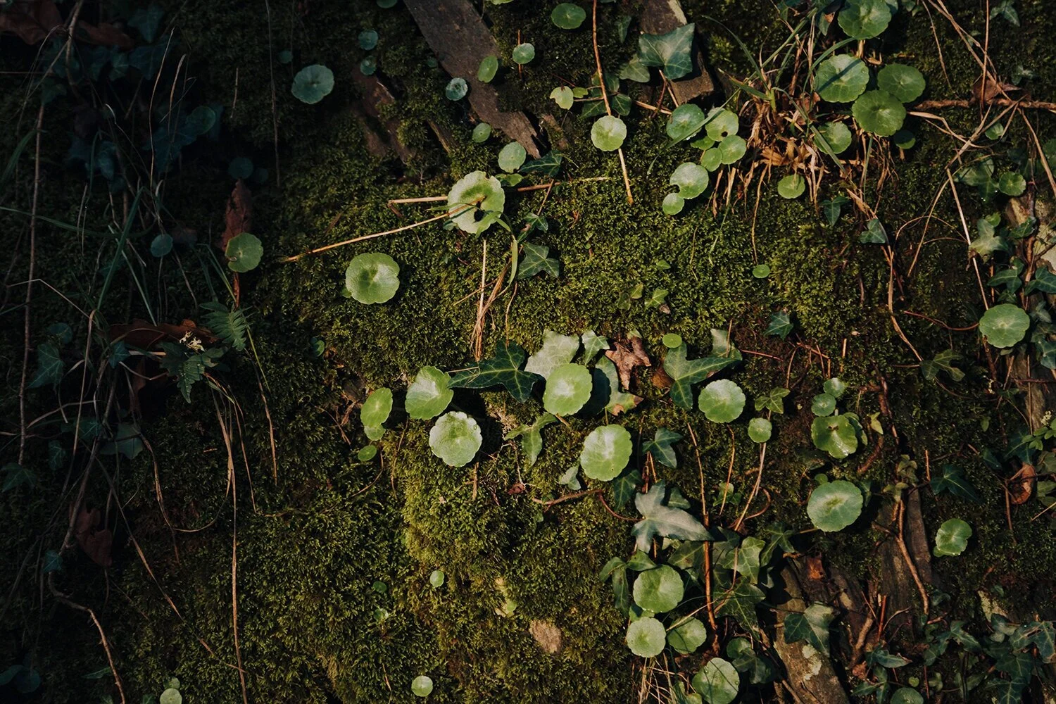 Fforest_Nov19-19.jpg