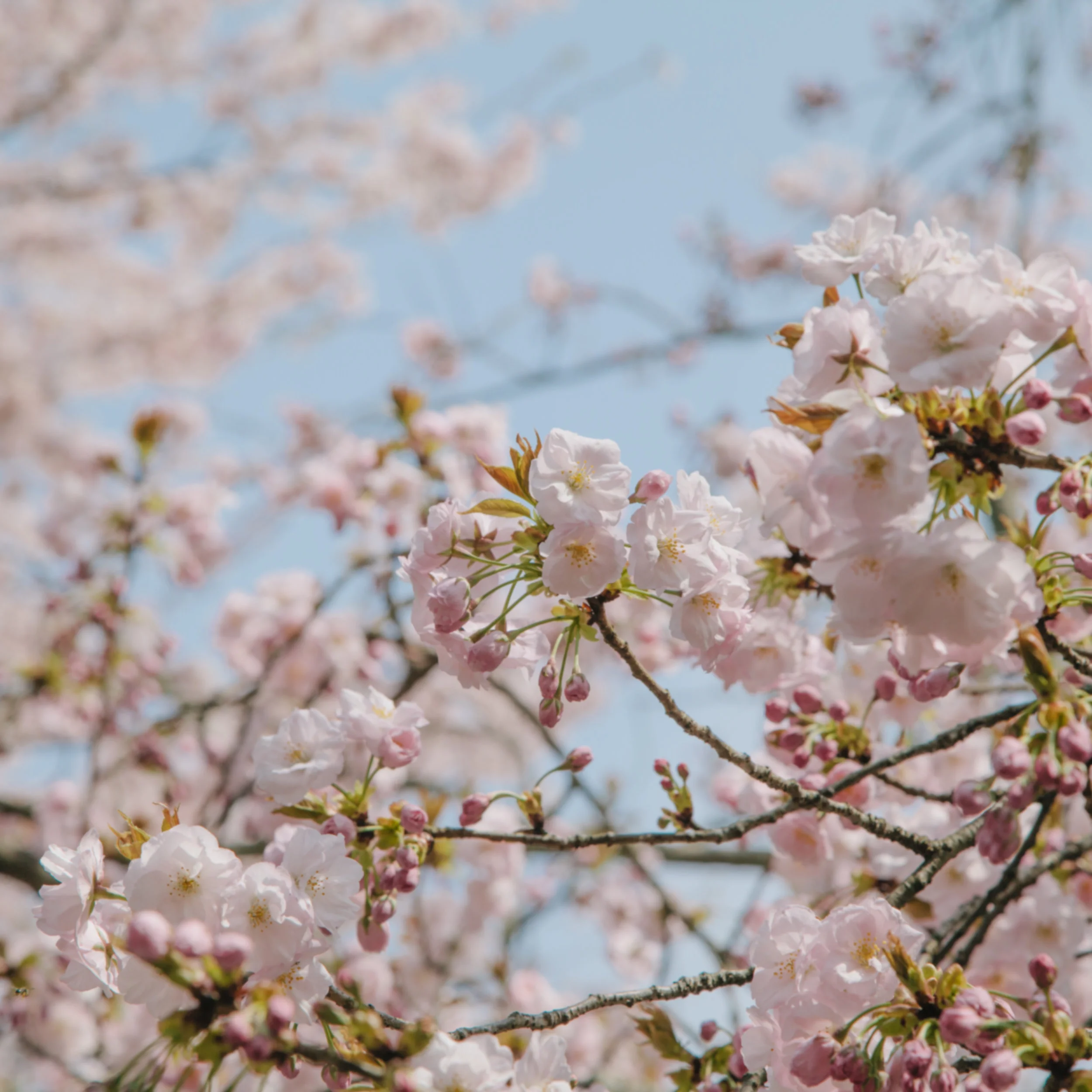 Spring Again-4.jpg