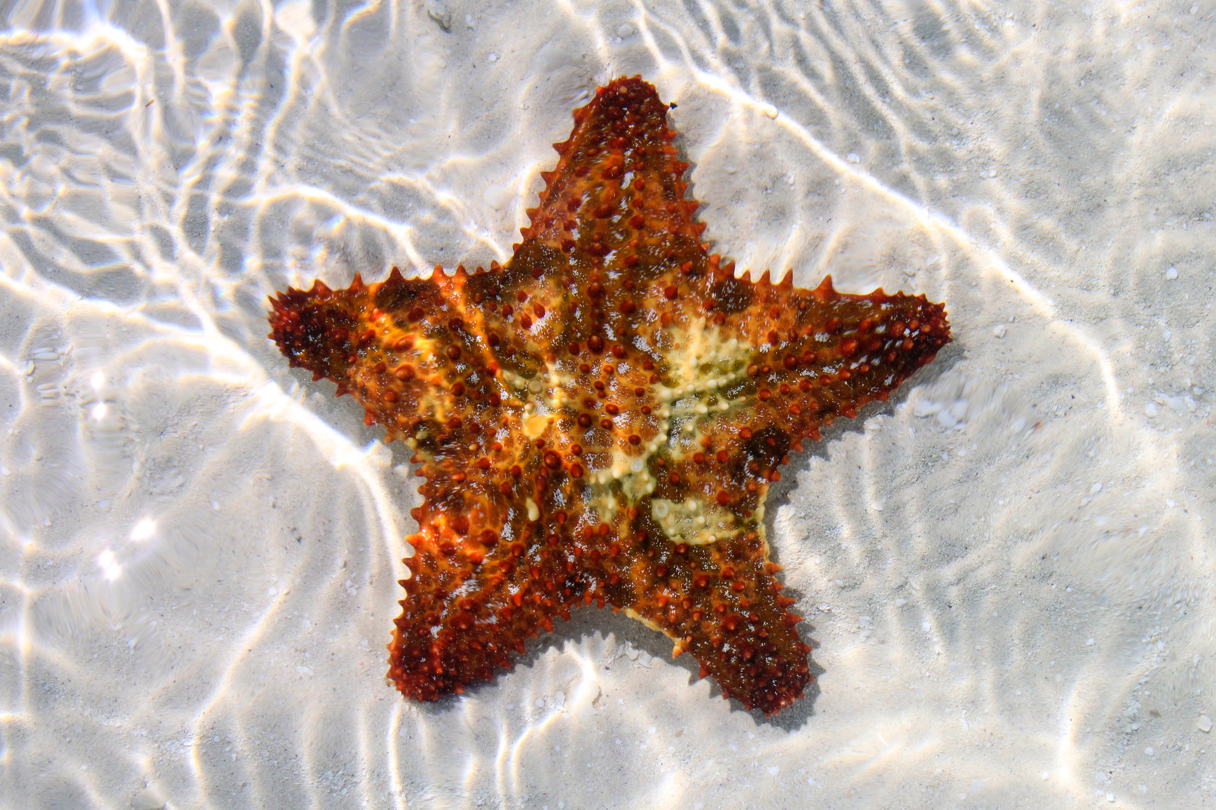 Star