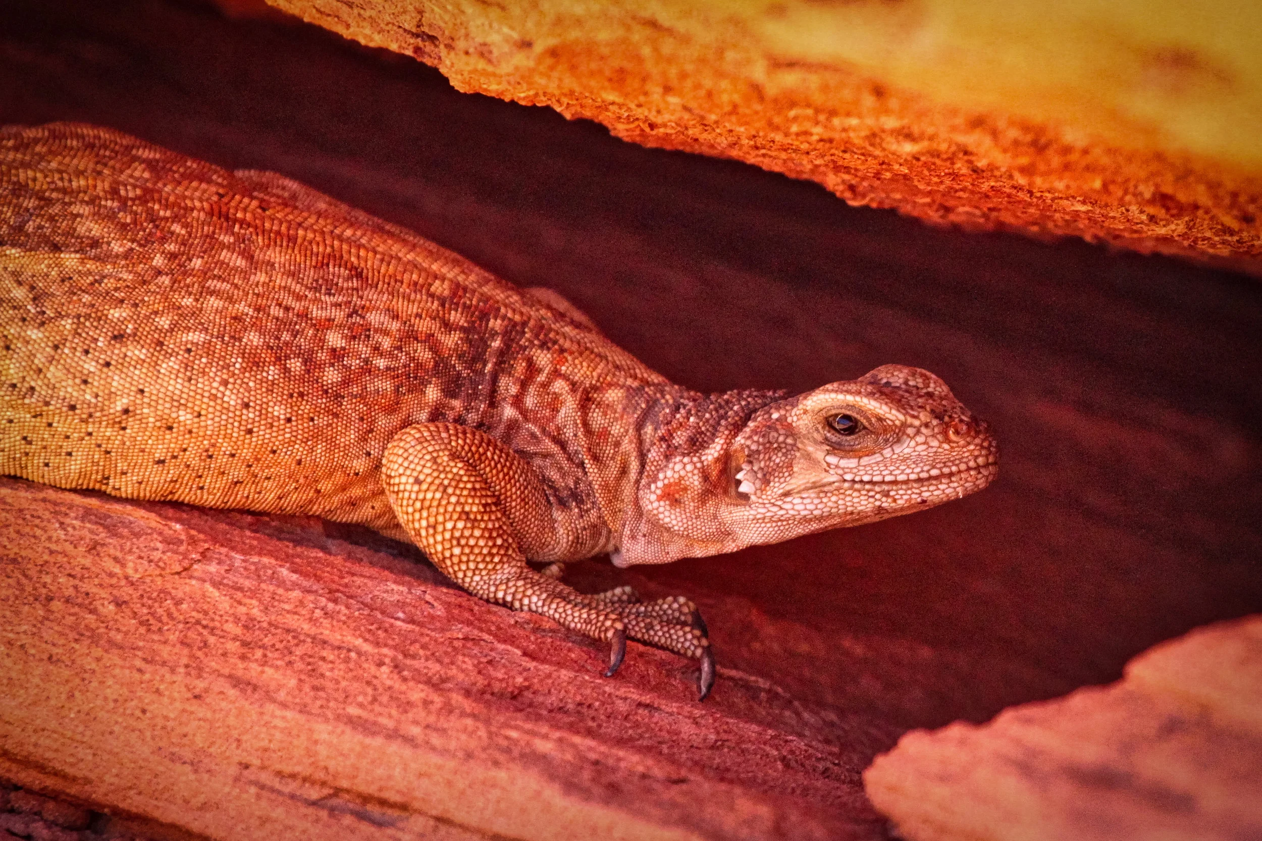 Lizzard - Valley of Fire.jpg