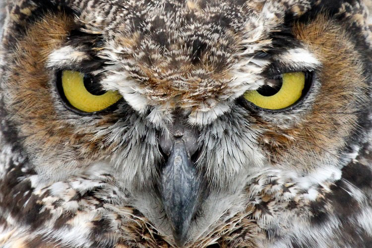 Stare Down - Sharpened - High Res.jpg