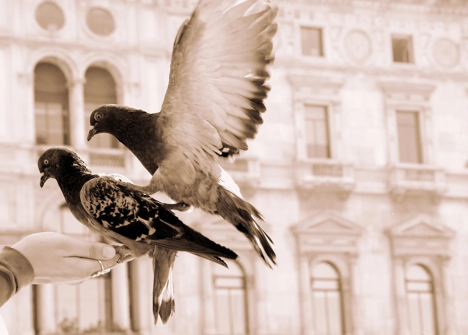 milan <a href="products/milan">- choose size</a>