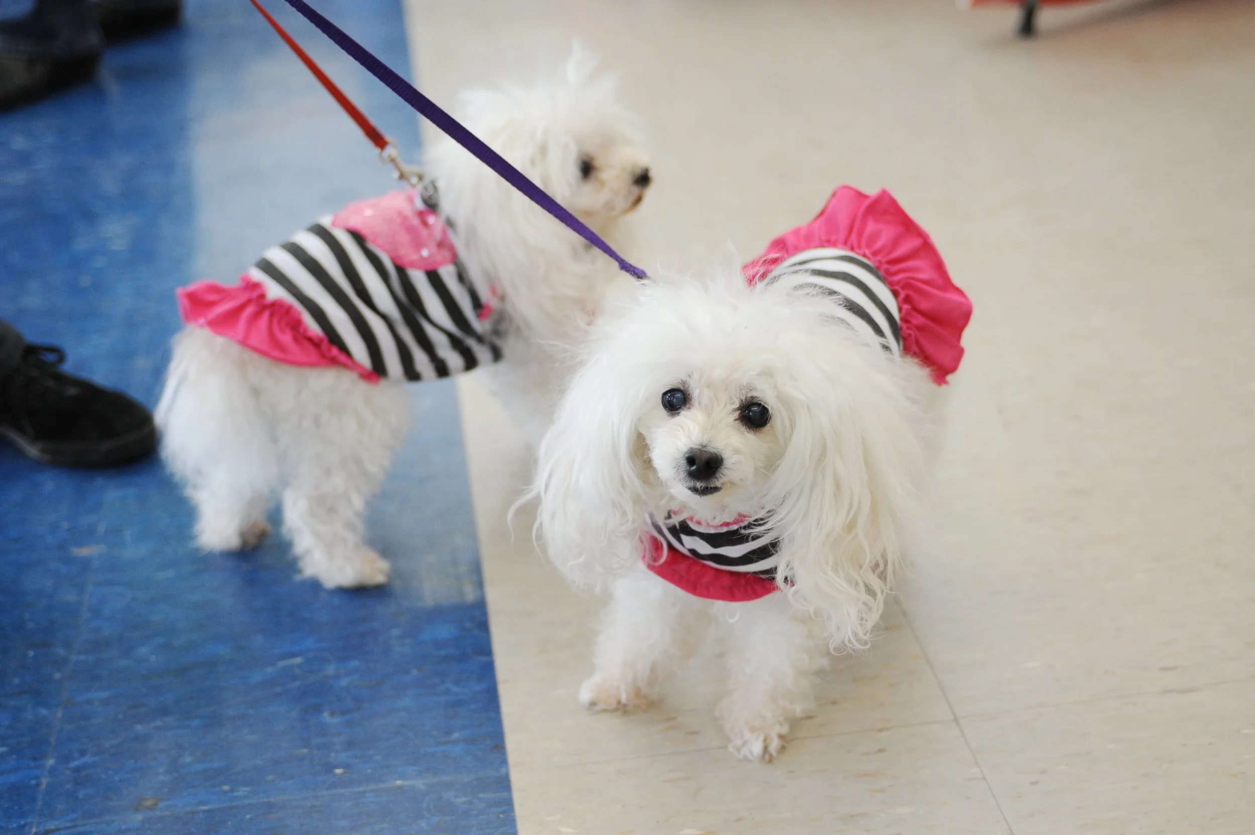 0041_2015HealthWellnessExpo.JPG