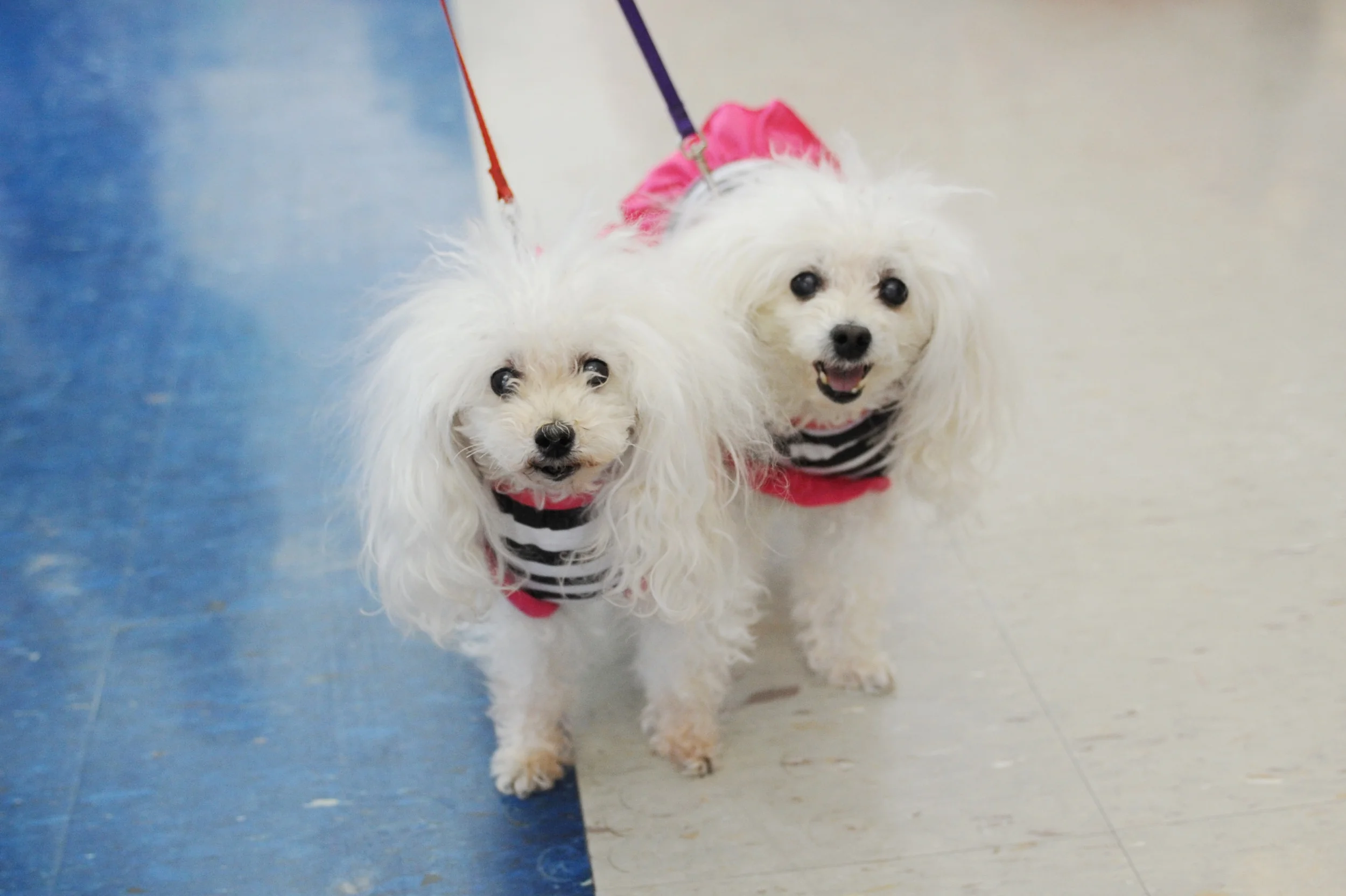 0042_2015HealthWellnessExpo.JPG