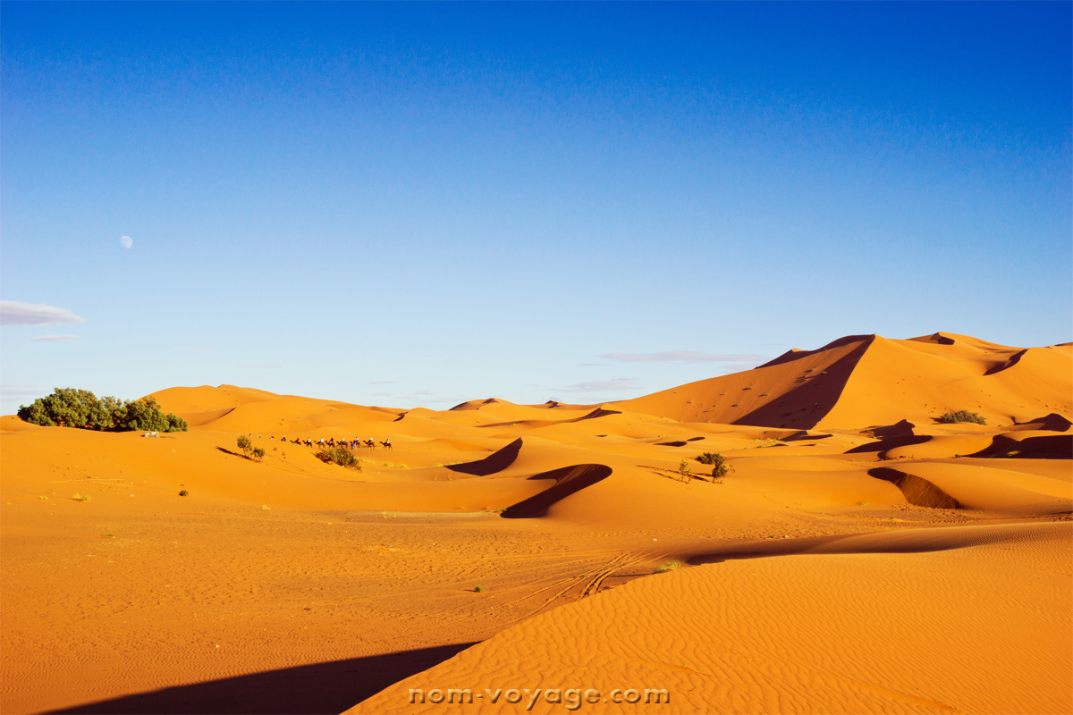View of a camel train heading across the Erg Chebbi dunes from the Auberge Kasbah Merzouga.