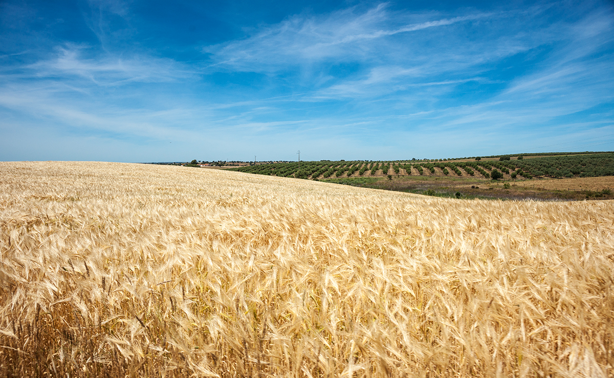 Alentejo Field 1.jpg