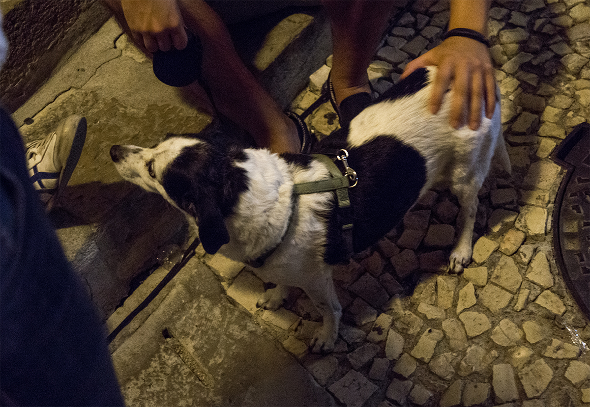 Quebra Jazz Dog.jpg