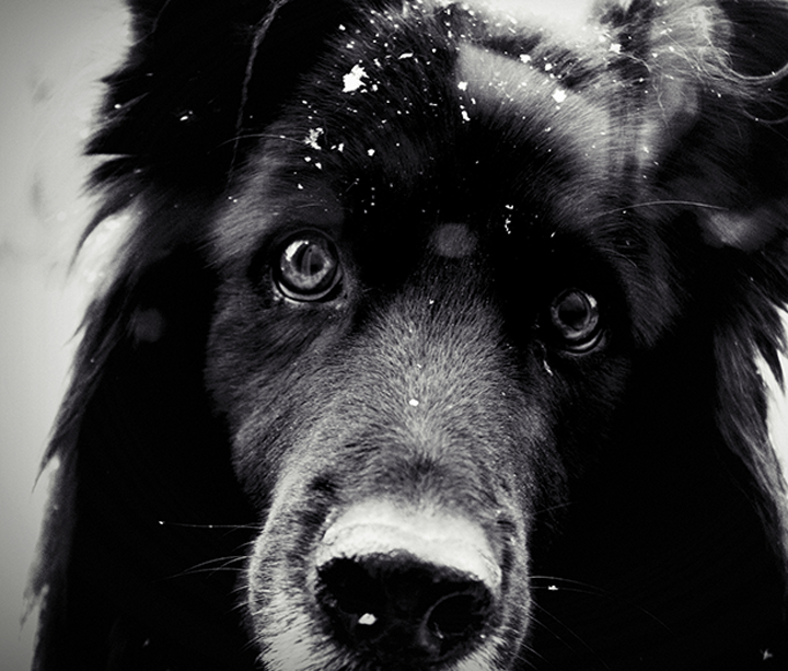 dog1.png