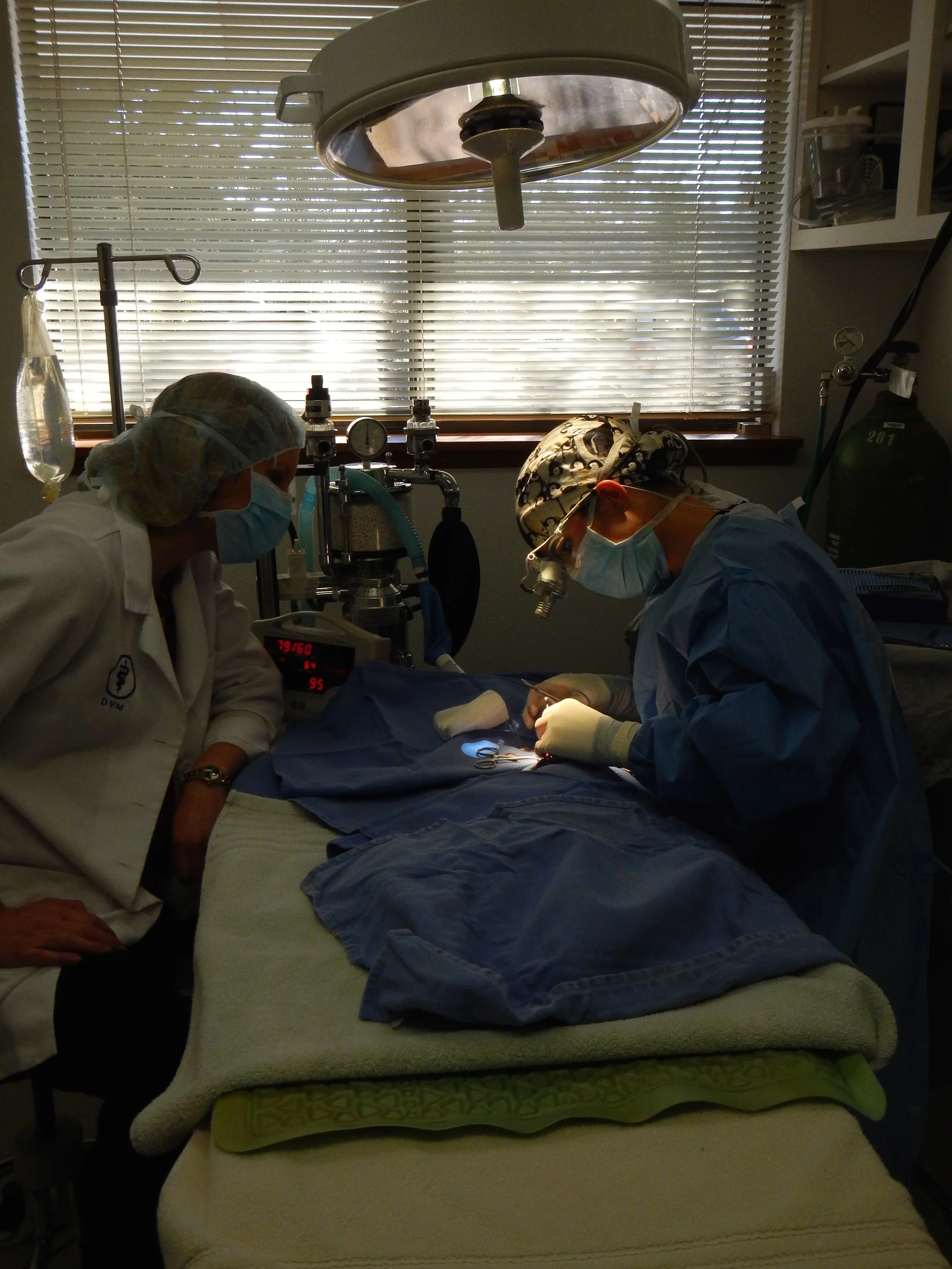 Kittens Get Special Eye Surgery