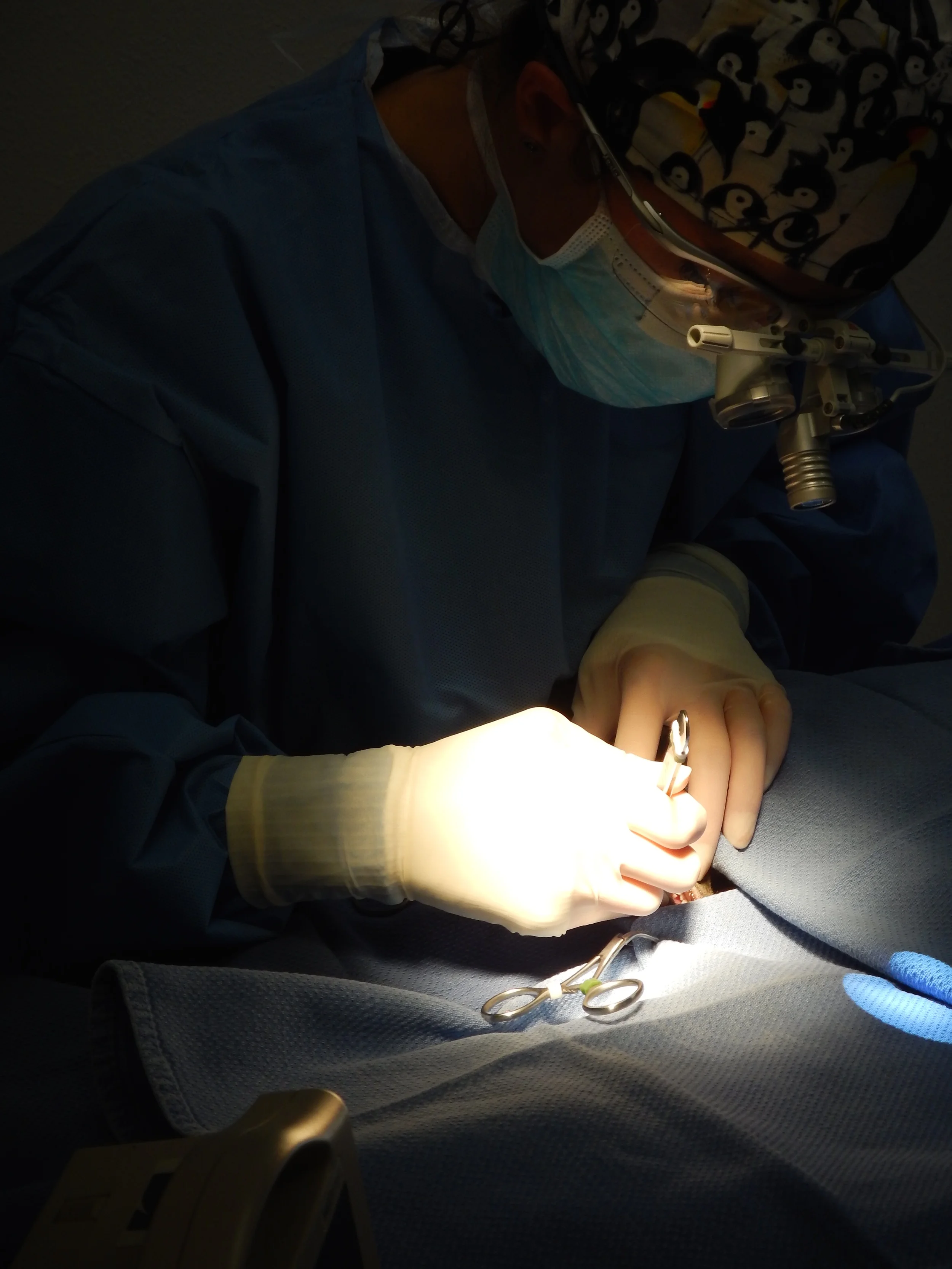 Kittens in need of Specialized Eye Surgery