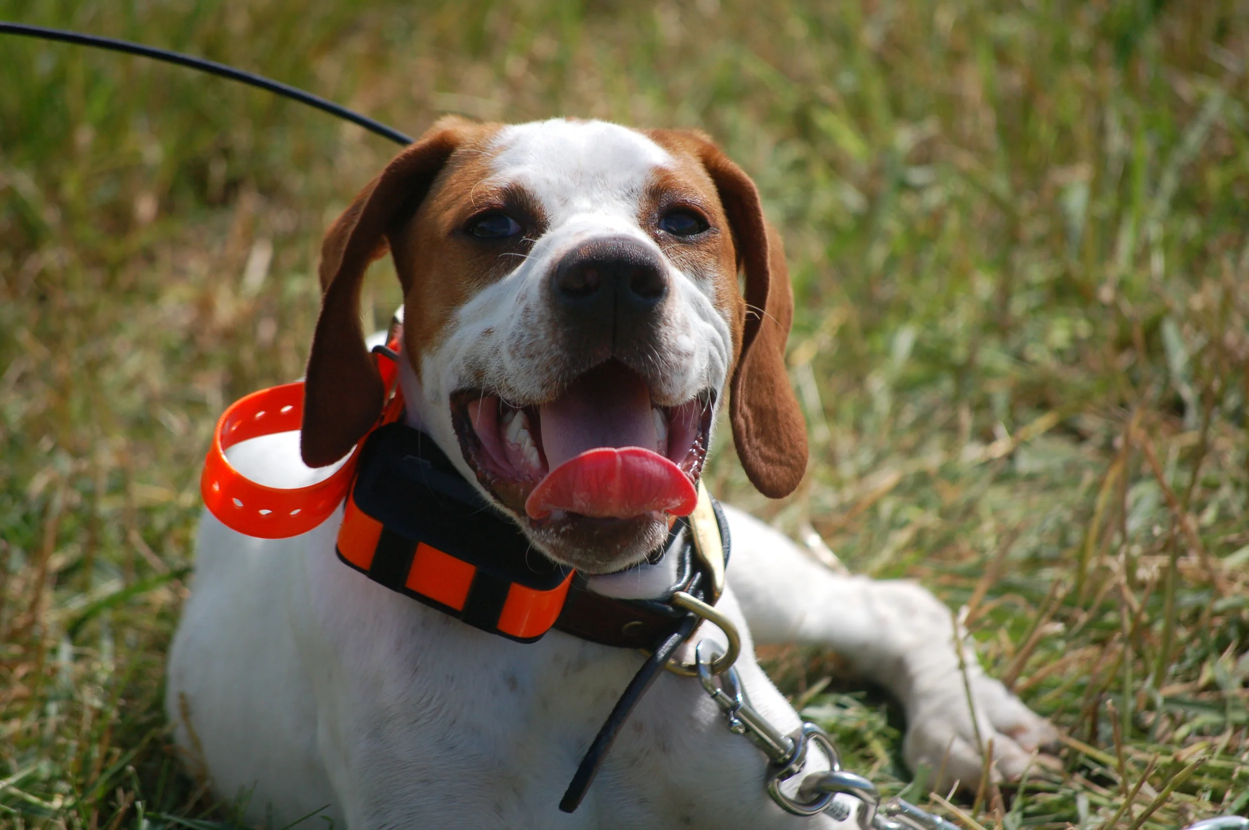 Eye Care for Your Gun Dog