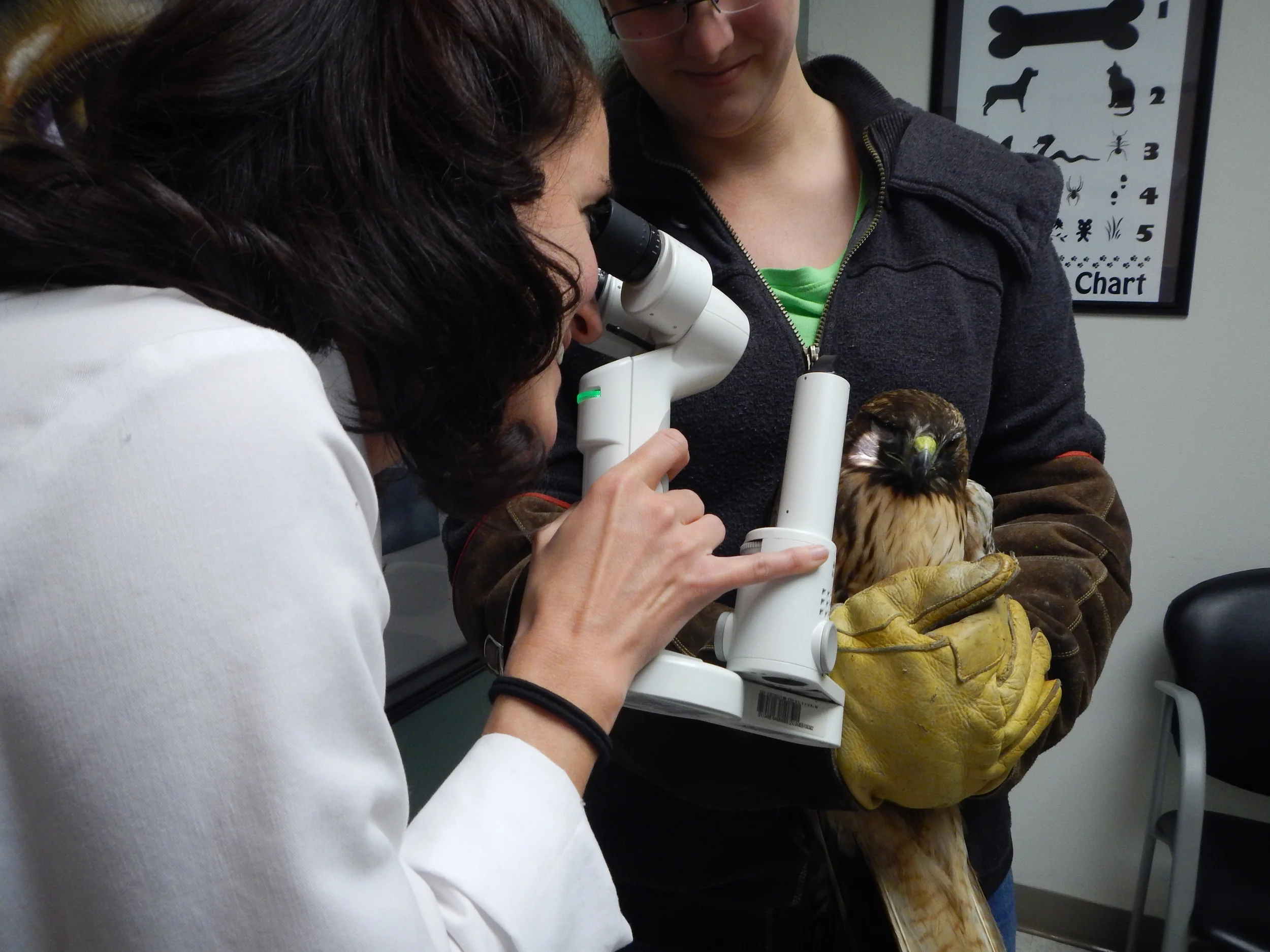 Red Tail Hawk Release Back Into the Wild Today at Wildlife Images