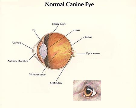 Micro-incision Cataract Surgery with Artificial Lens Implantation — Bliss Animal  Eye Care