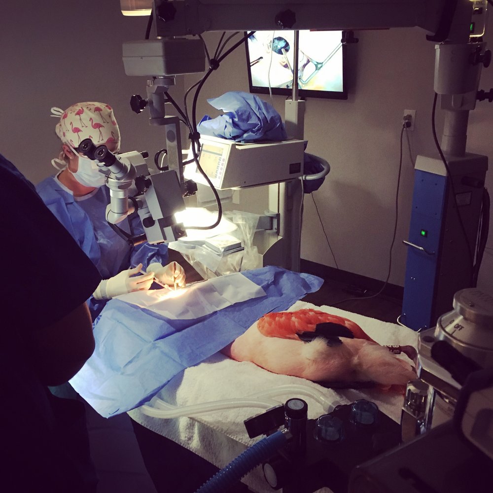 Flamingo receives cataract surgery! — Bliss Animal Eye Care Flamingo receives cataract surgery! — Bliss Animal Eye Care